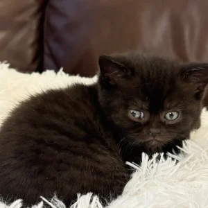 British Shorthair Kittens from a Family Home in Tandragee, Armagh City - Image 4