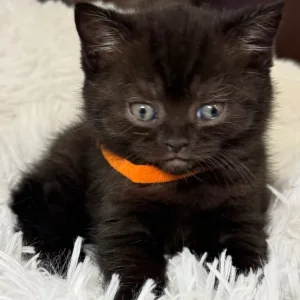 British Shorthair Kittens from a Family Home in Tandragee, Armagh City - Image 5