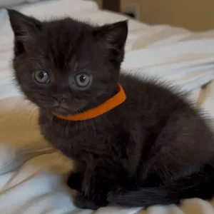 British Shorthair Kittens from a Family Home in Tandragee, Armagh City - Image 7