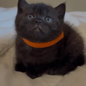 British Shorthair Kittens from a Family Home in Tandragee, Armagh City - Image 8