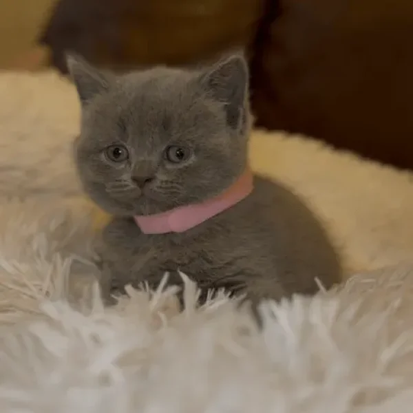British Shorthair Kittens from a Family Home in Tandragee, Armagh City
