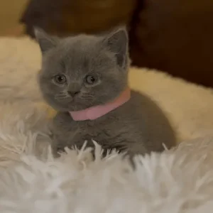 British Shorthair Kittens from a Family Home in Tandragee, Armagh City