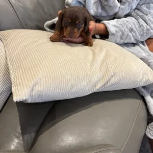 Chocolate dapple and two chocolate male puppies ready to go - Image 2