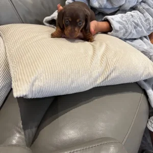 Chocolate dapple and two chocolate male puppies ready to go - Image 3