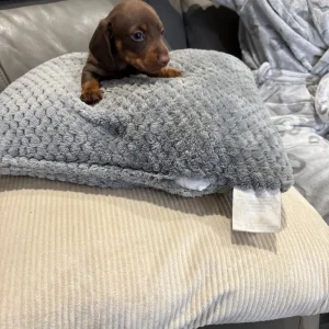 Chocolate dapple and two chocolate male puppies ready to go - Image 4