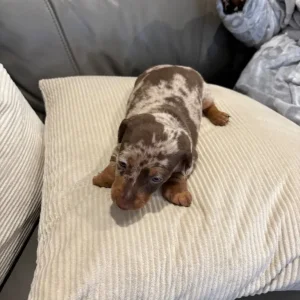 Chocolate dapple and two chocolate male puppies ready to go - Image 6