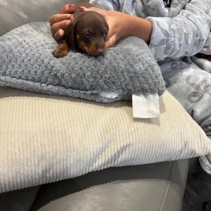 Chocolate dapple and two chocolate male puppies ready to go - Image 7