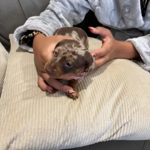 Chocolate dapple and two chocolate male puppies ready to go - Image 8