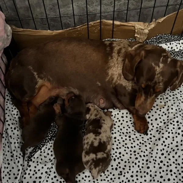 Chocolate dapple and two chocolate male puppies ready to go