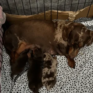 Chocolate dapple and two chocolate male puppies ready to go