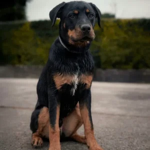 8-month-old German Rottweiler Puppy - Image 2
