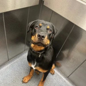 8-month-old German Rottweiler Puppy - Image 3