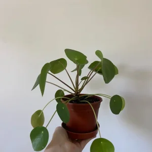 Various Houseplants - Image 2