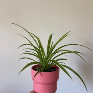 Various Houseplants - Image 3