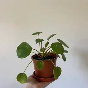 Various Houseplants - Image 4