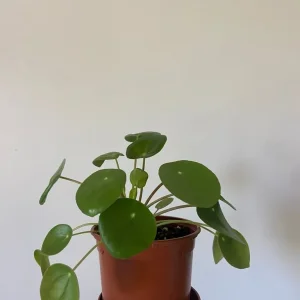 Various Houseplants - Image 5