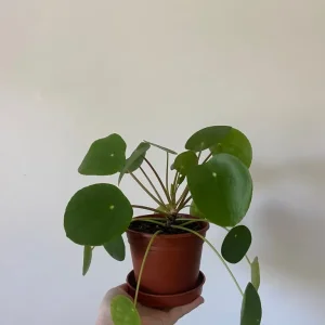 Various Houseplants - Image 6