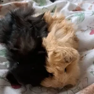 Baby boar guinea pigs - Image 2