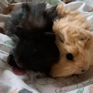 Baby boar guinea pigs - Image 3