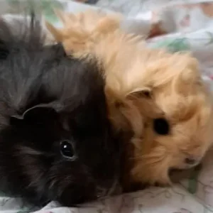 Baby boar guinea pigs - Image 4