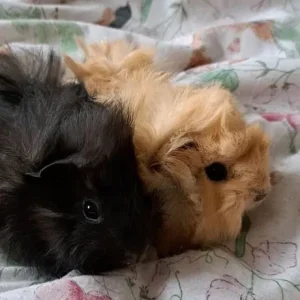 Baby boar guinea pigs - Image 5