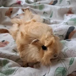Baby boar guinea pigs - Image 6