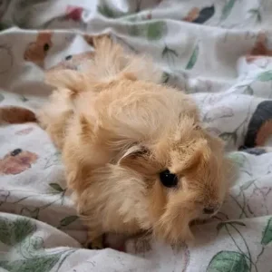 Baby boar guinea pigs - Image 7
