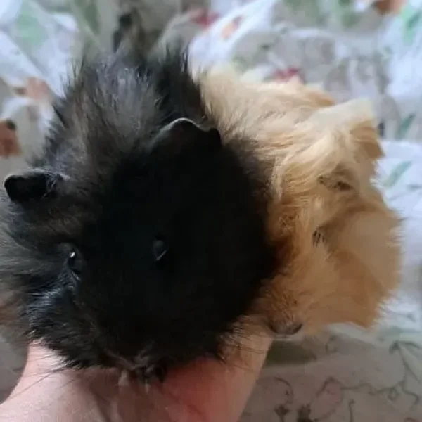 Baby boar guinea pigs