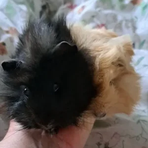 Baby boar guinea pigs