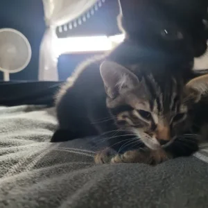 Two black and tabby kittens, one girl - Image 2