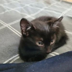 Two black and tabby kittens, one girl - Image 6