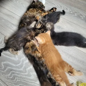 Two black and tabby kittens, one girl - Image 7