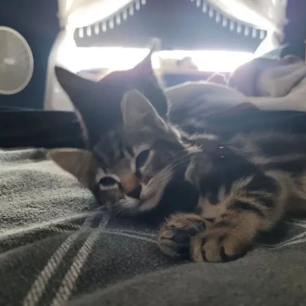 Two black and tabby kittens, one girl