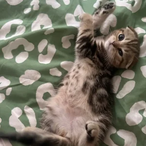 Two Scottish kittens, 2 months old, ready to cuddle - Image 2