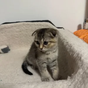 Two Scottish kittens, 2 months old, ready to cuddle - Image 3