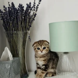 Two Scottish kittens, 2 months old, ready to cuddle - Image 4