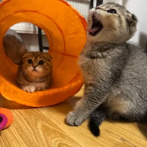 Two Scottish kittens, 2 months old, ready to cuddle - Image 5