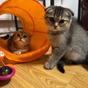 Two Scottish kittens, 2 months old, ready to cuddle - Image 6