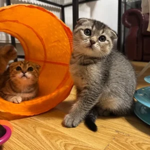Two Scottish kittens, 2 months old, ready to cuddle
