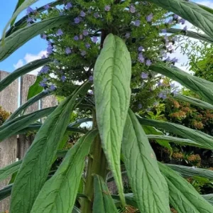 Young echium plants - Image 2