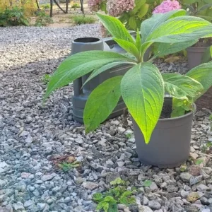 Young echium plants