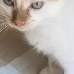 5 ginger and white kittens, 4 girls and 1 boy - Image 2