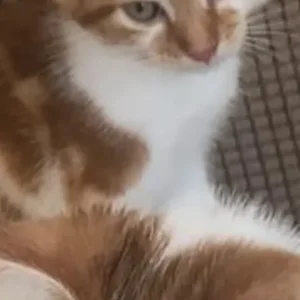 5 ginger and white kittens, 4 girls and 1 boy - Image 3