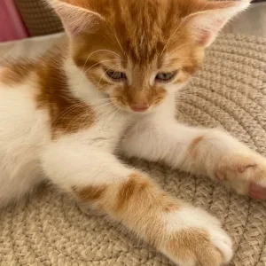 5 ginger and white kittens, 4 girls and 1 boy - Image 4