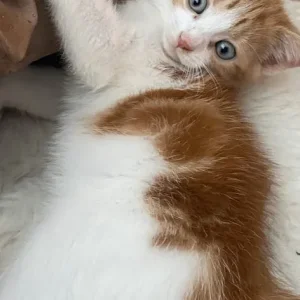 5 ginger and white kittens, 4 girls and 1 boy - Image 5