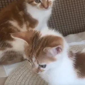 5 ginger and white kittens, 4 girls and 1 boy - Image 6