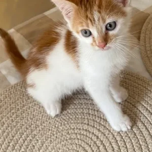 5 ginger and white kittens, 4 girls and 1 boy - Image 7