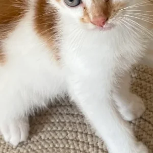 5 ginger and white kittens, 4 girls and 1 boy - Image 8