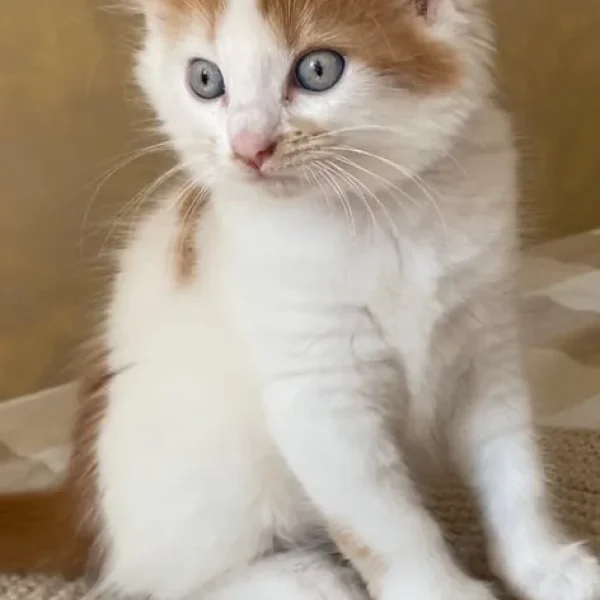 5 ginger and white kittens, 4 girls and 1 boy