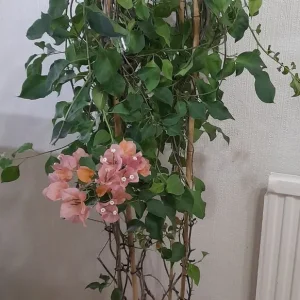 Pretty Bougainvillea - Image 2